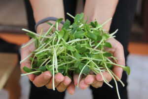 Versojen ja itujen kasvatus